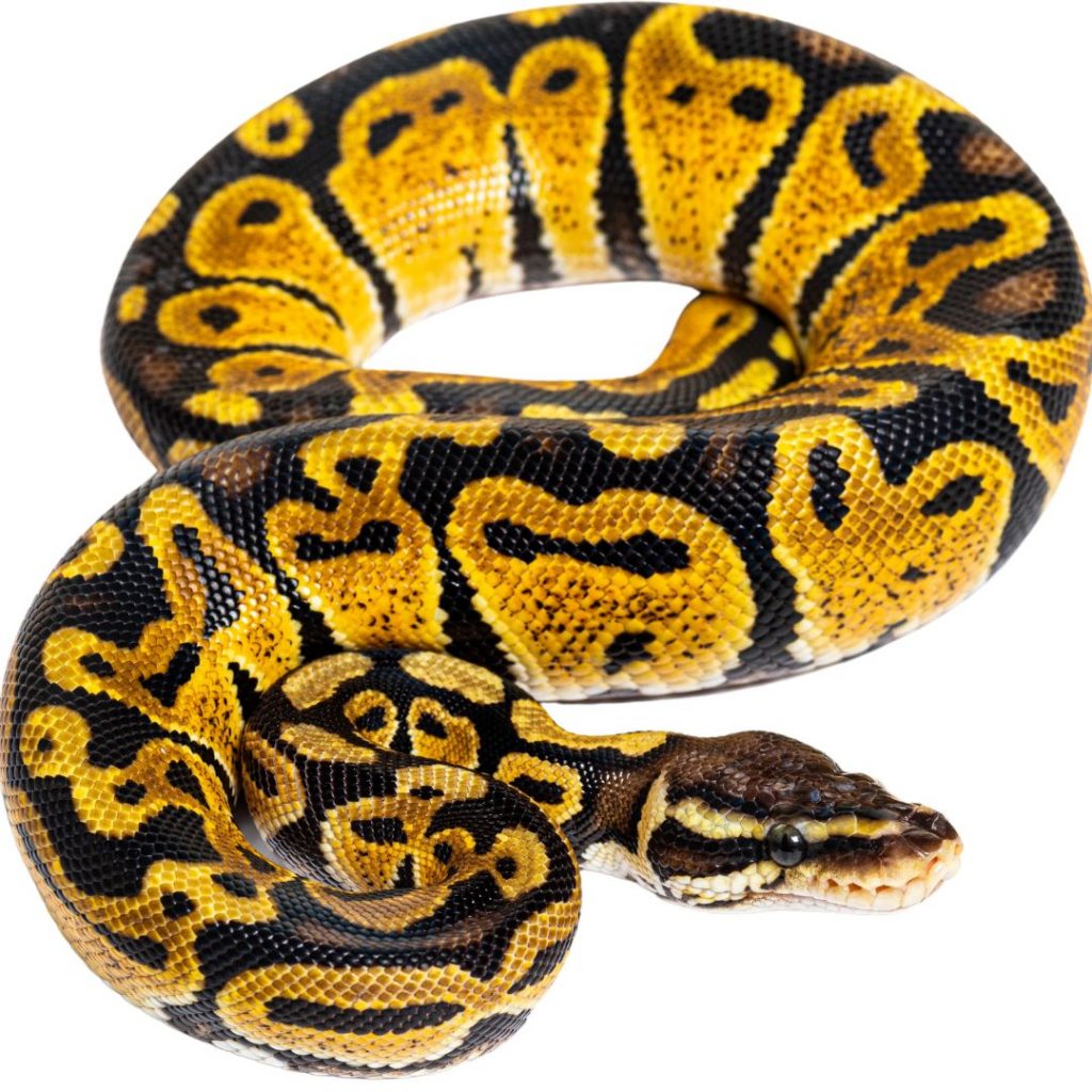 pastel ball python