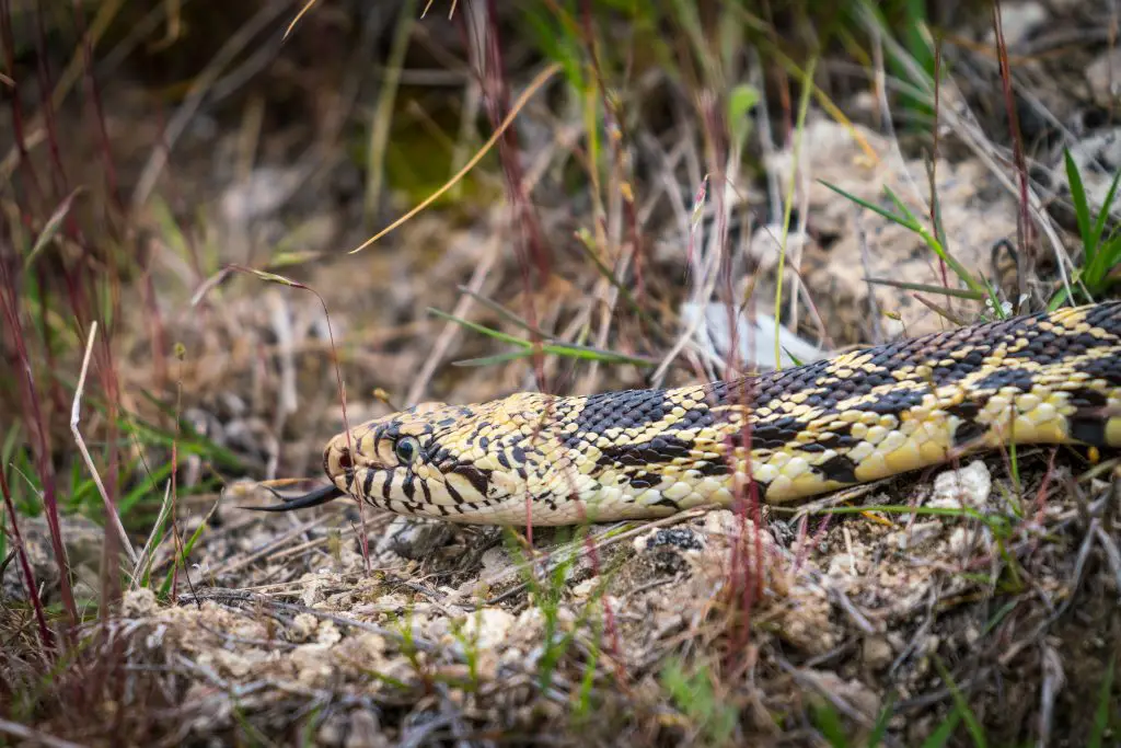 Bull Snake care