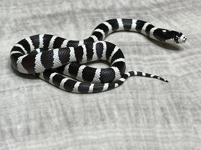 California King Snake size