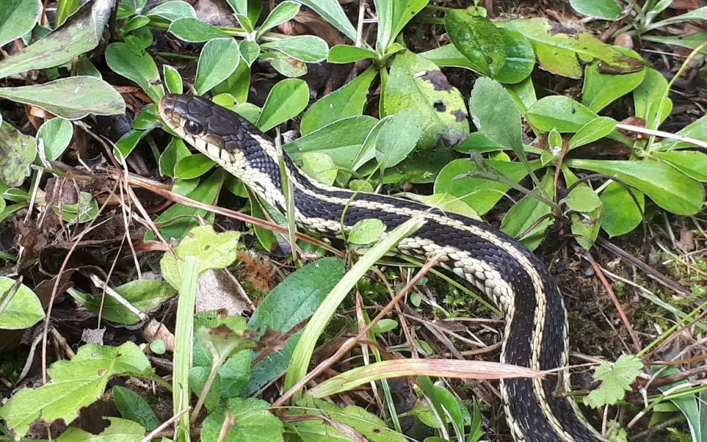 Ribbon snake vs Garter snake