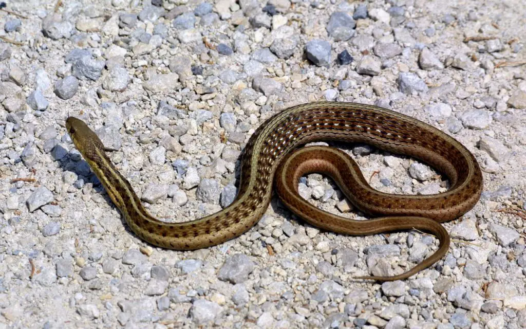 Ribbon snake vs Garter snake