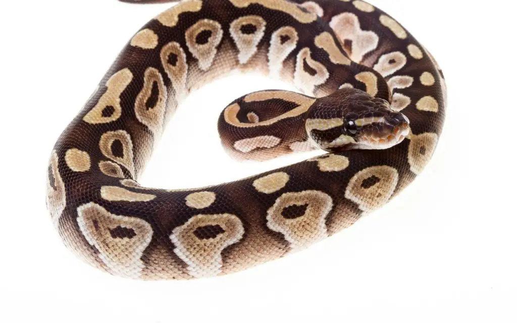 baby ball python of unkown morph