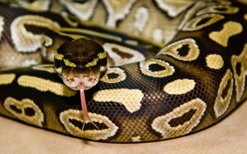 mojave ball python