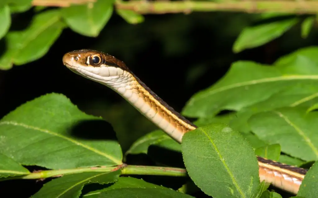 Ribbon snake vs Garter snake