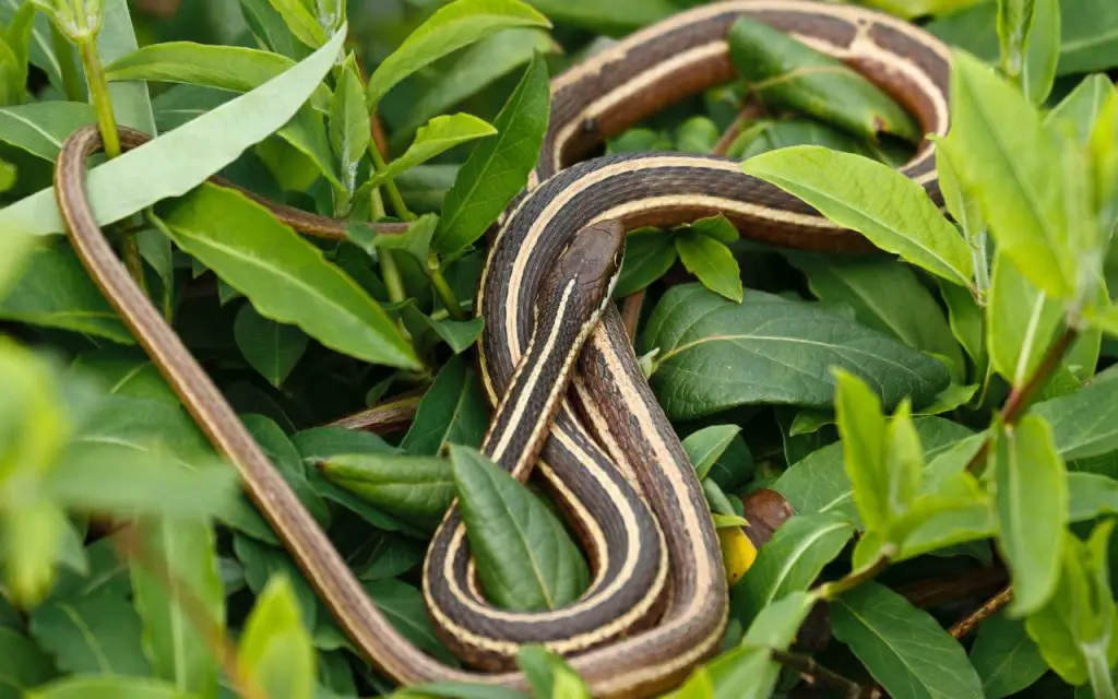 Ribbon snake vs Garter snake