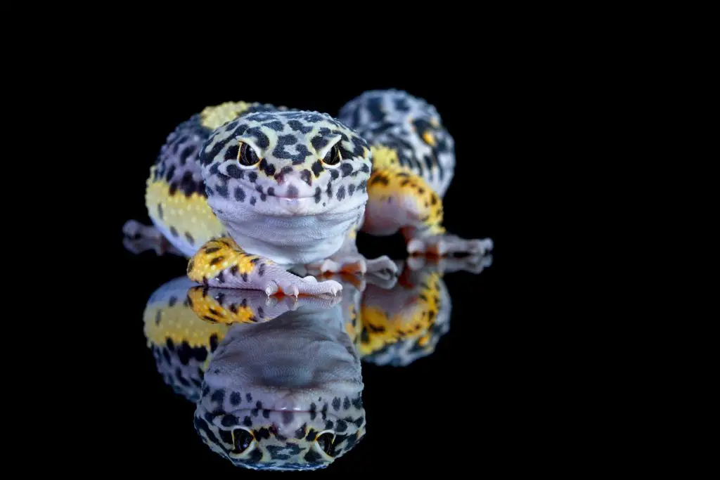 What do young Leopard Geckos eat?