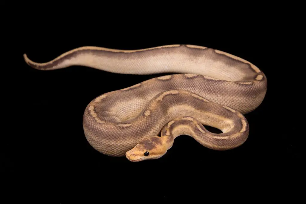 champagne ball python