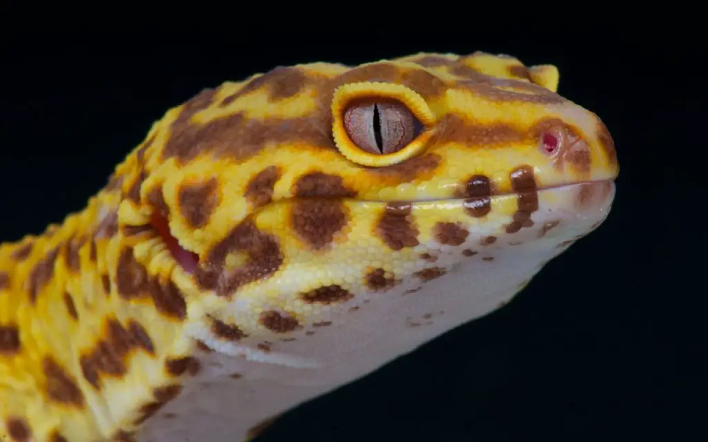 What do young Leopard Geckos eat?