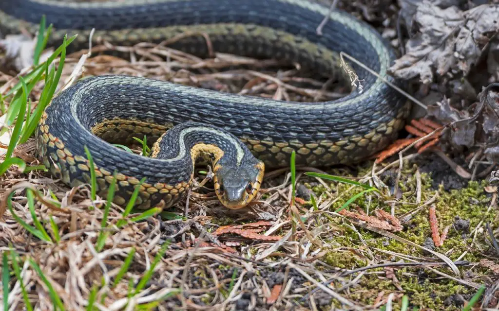 Is it safe to pick up a garter snake?