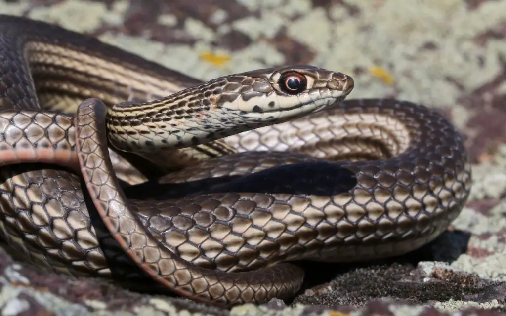 are there snakes in lake tahoe?