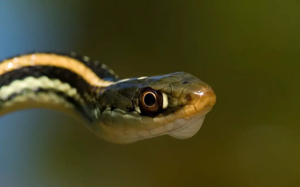 Ribbon snake vs Garter snake