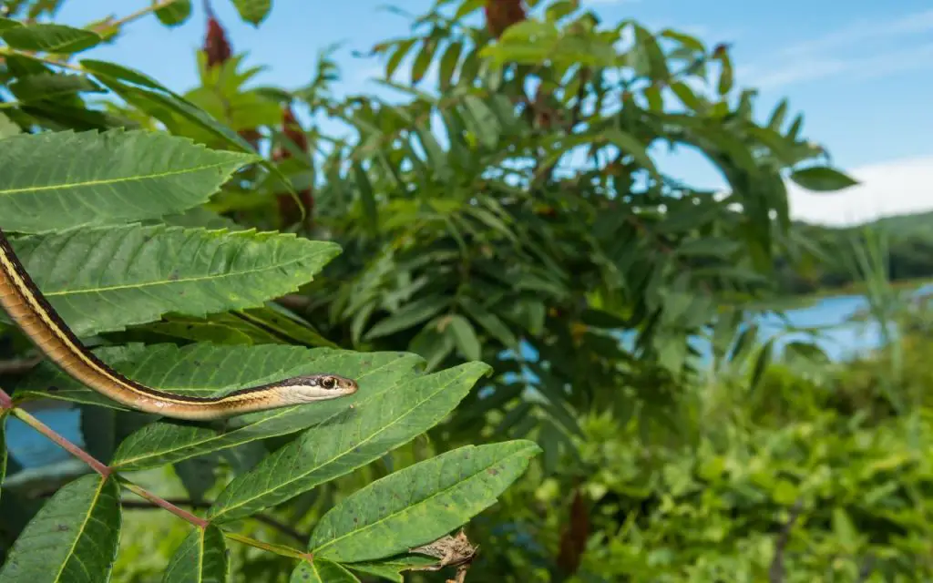 Ribbon snake vs Garter snake