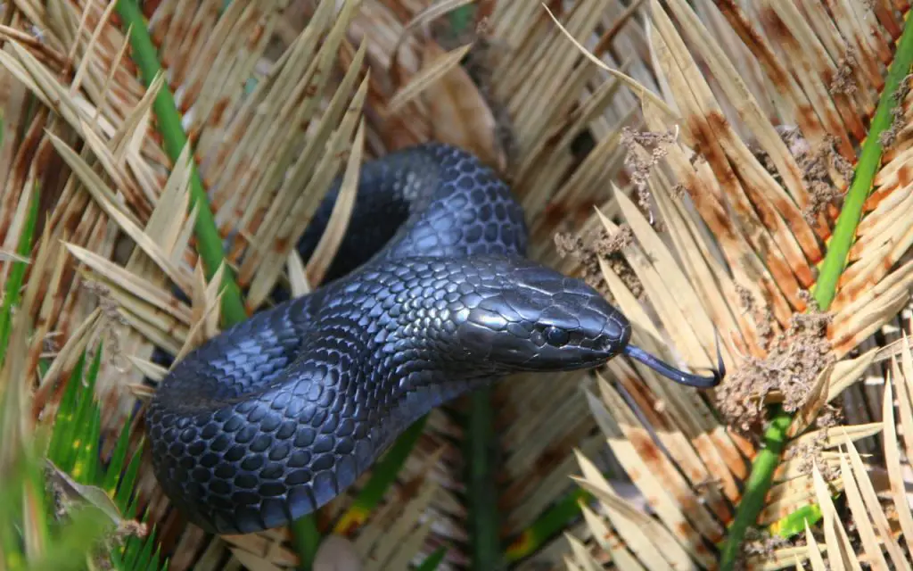 convergent evolution in squamates