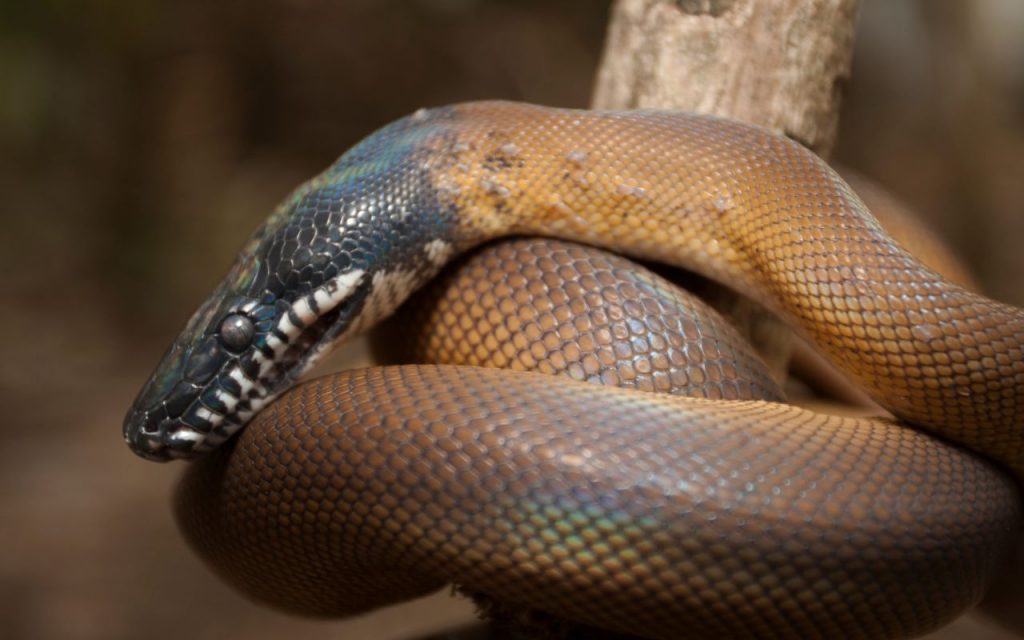 are white lipped pythons aggressive?
