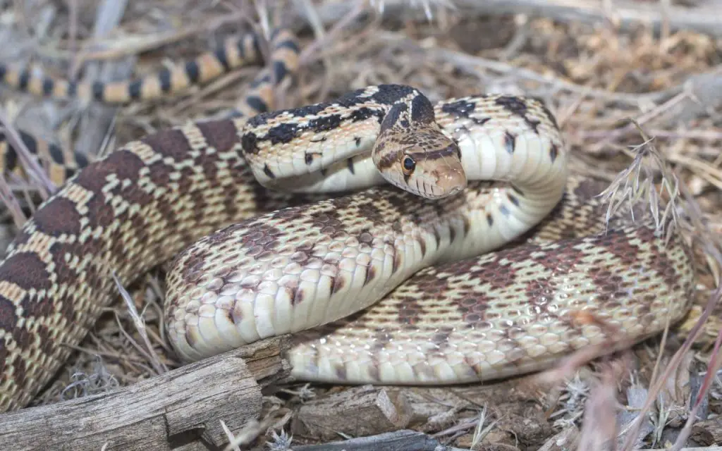 are there snakes in lake tahoe?