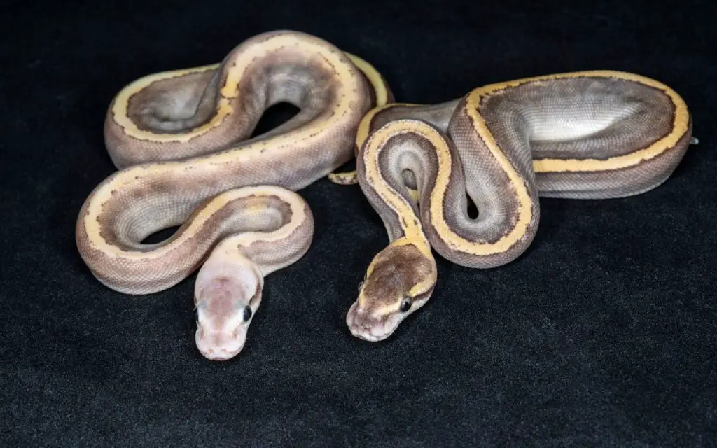 mojave ball python