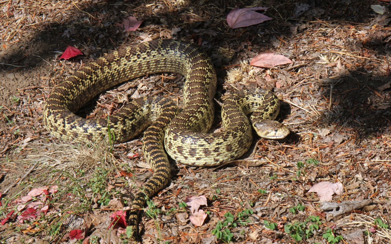 Bull Snake Vs Gopher Snake: What’s The Difference? – BALL PYTHON BREEDER UK