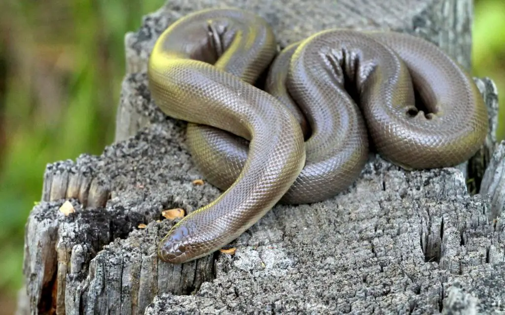 Are there snakes in lake tahoe?