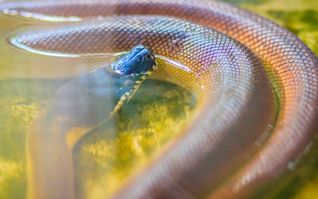 Are White Lipped Pythons aggressive?
