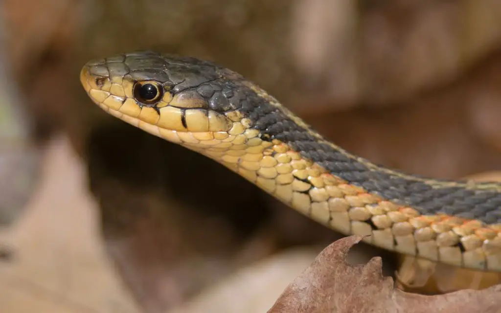 Ribbon snake vs Garter snake