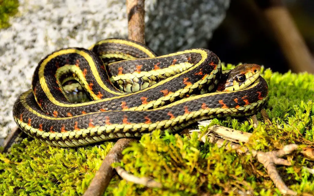 are there snakes in lake tahoe?