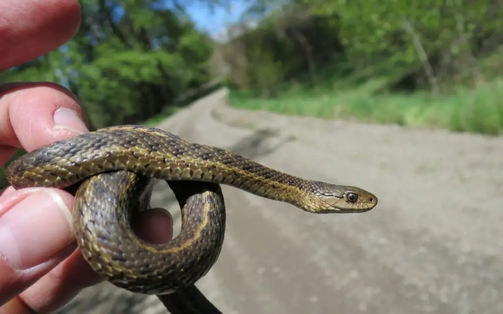 are there snakes in lake tahoe?