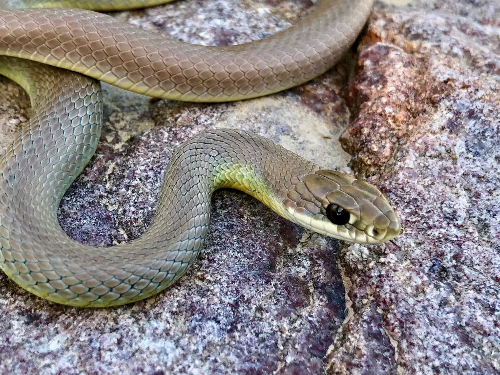 are there snakes in lake tahoe?