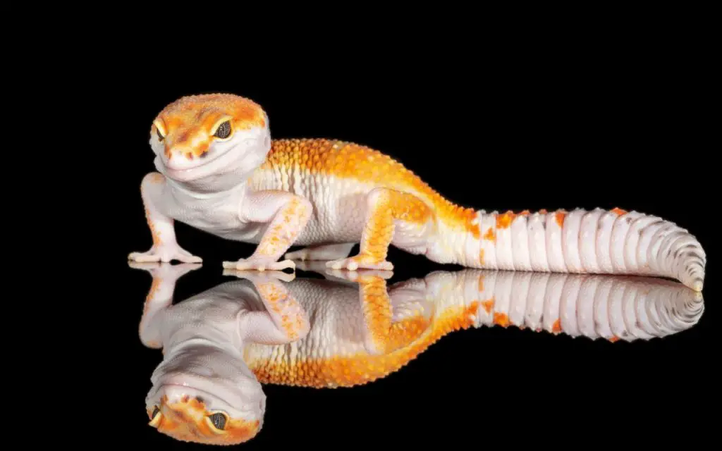 What size tank does a full grown leopard gecko need?