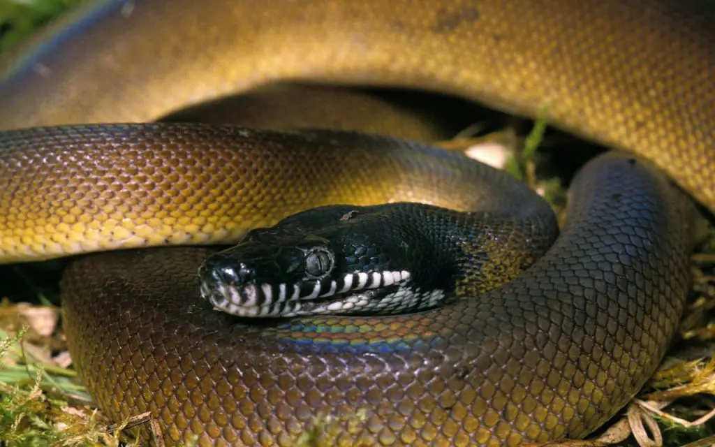 White Lipped Python Care