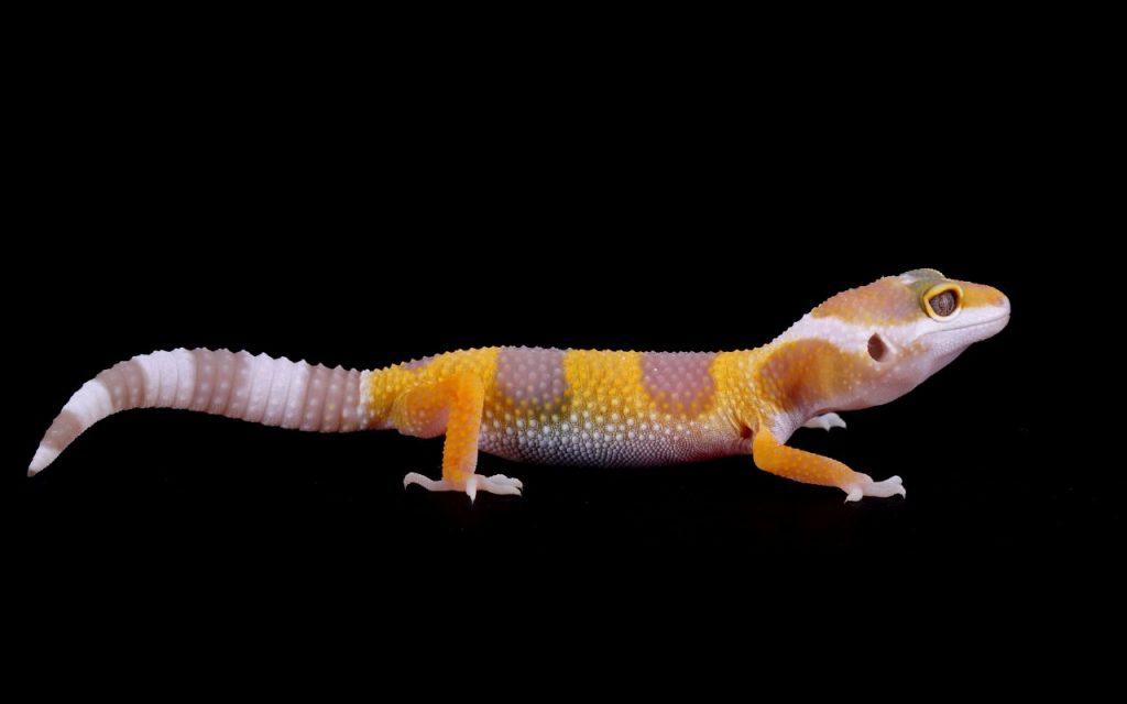 What do young Leopard Geckos eat?