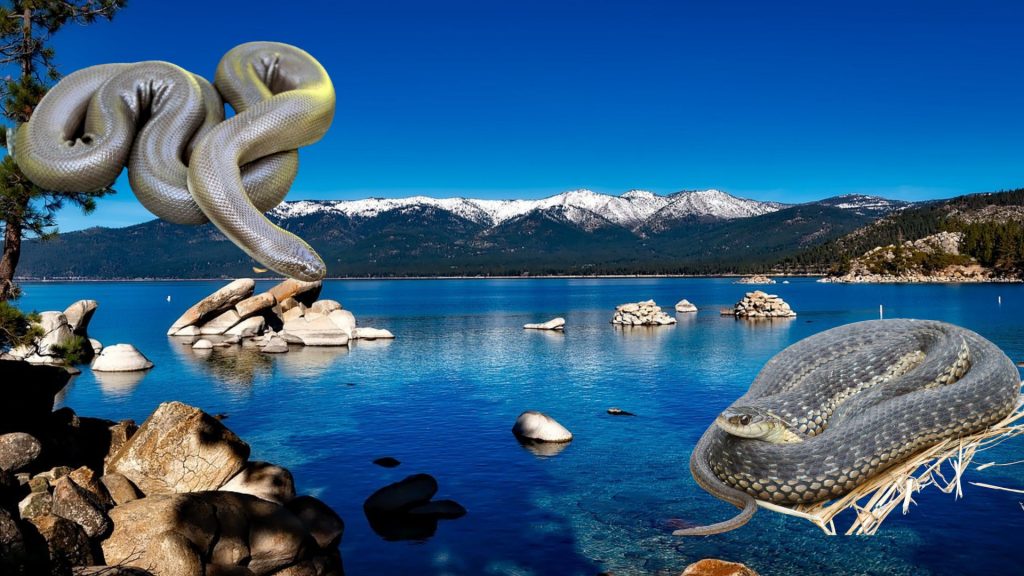 Are there snakes in Lake Tahoe?