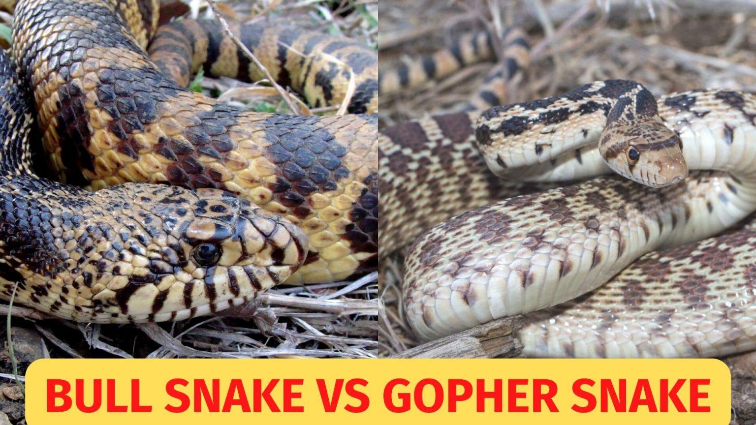 Bull snake vs gopher snake what s the difference ball python breeder uk