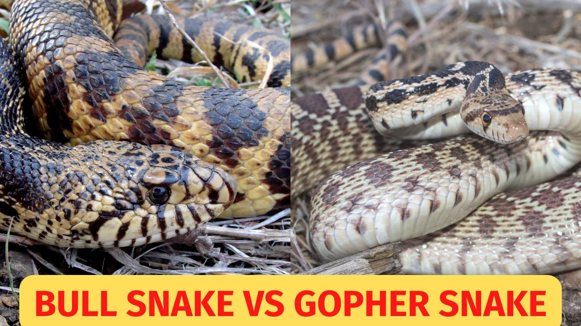 Bull Snake Vs Gopher Snake Whats The Difference Ball Python Breeder Uk