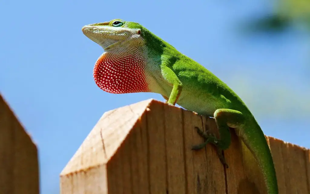 How do Green Anoles mate?