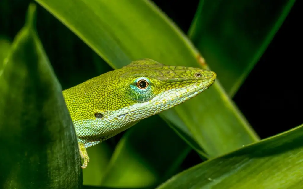 uvb light for green anole