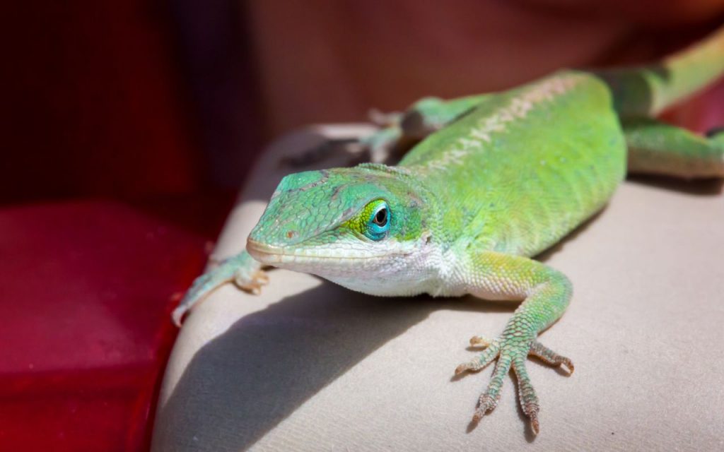 A Green Anole (Anolis carolinensis). These lizards are native to the southeastern US and part of a healthy ecosystem