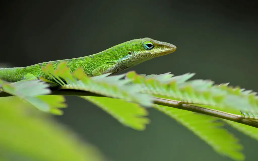 Why do Anoles turn brown?