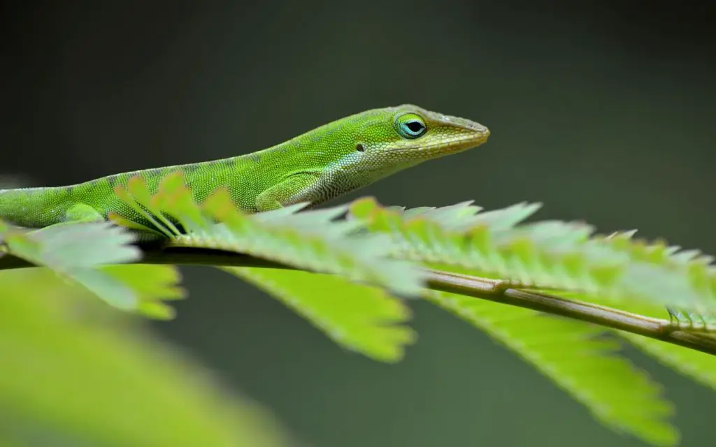 How do Green Anoles mate?