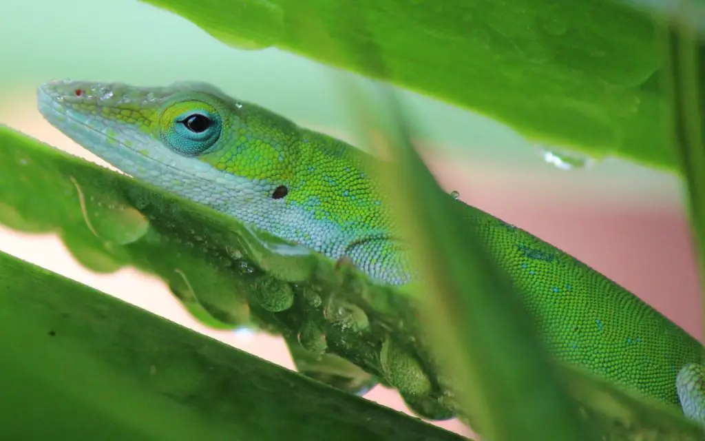 How do Green Anoles mate?