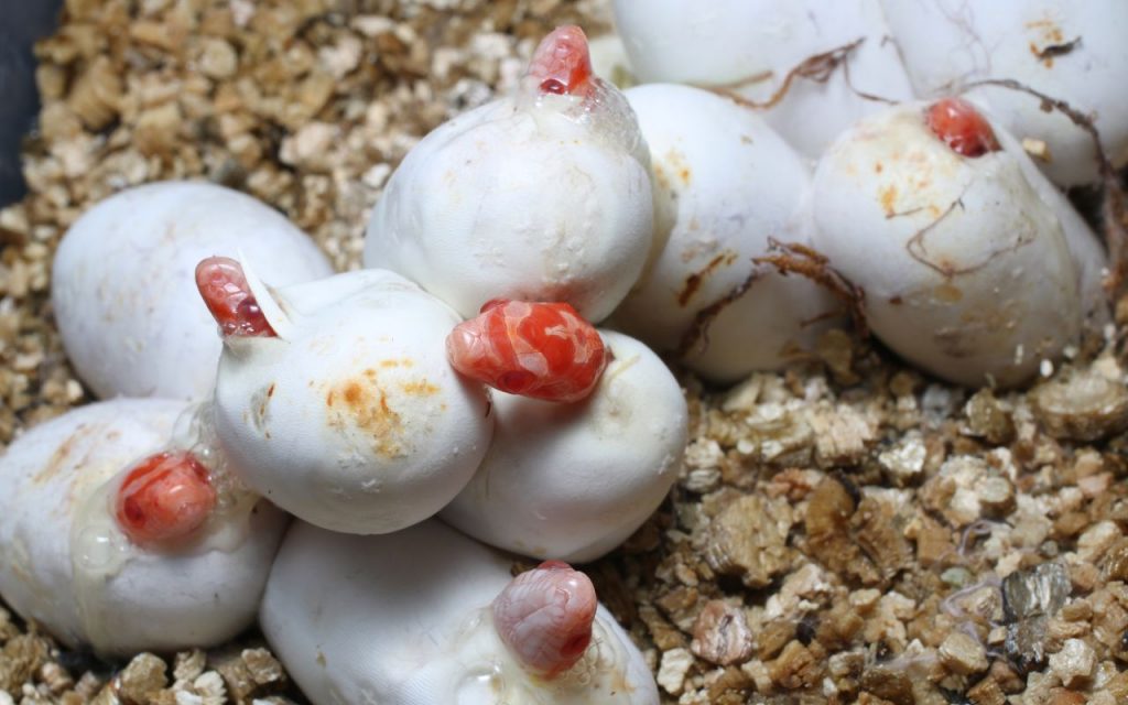 How long do corn snake eggs take to hatch?
