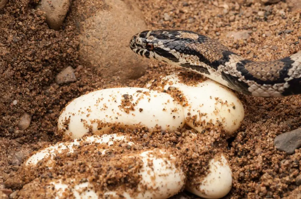 Eastern Milk Snake Eggs