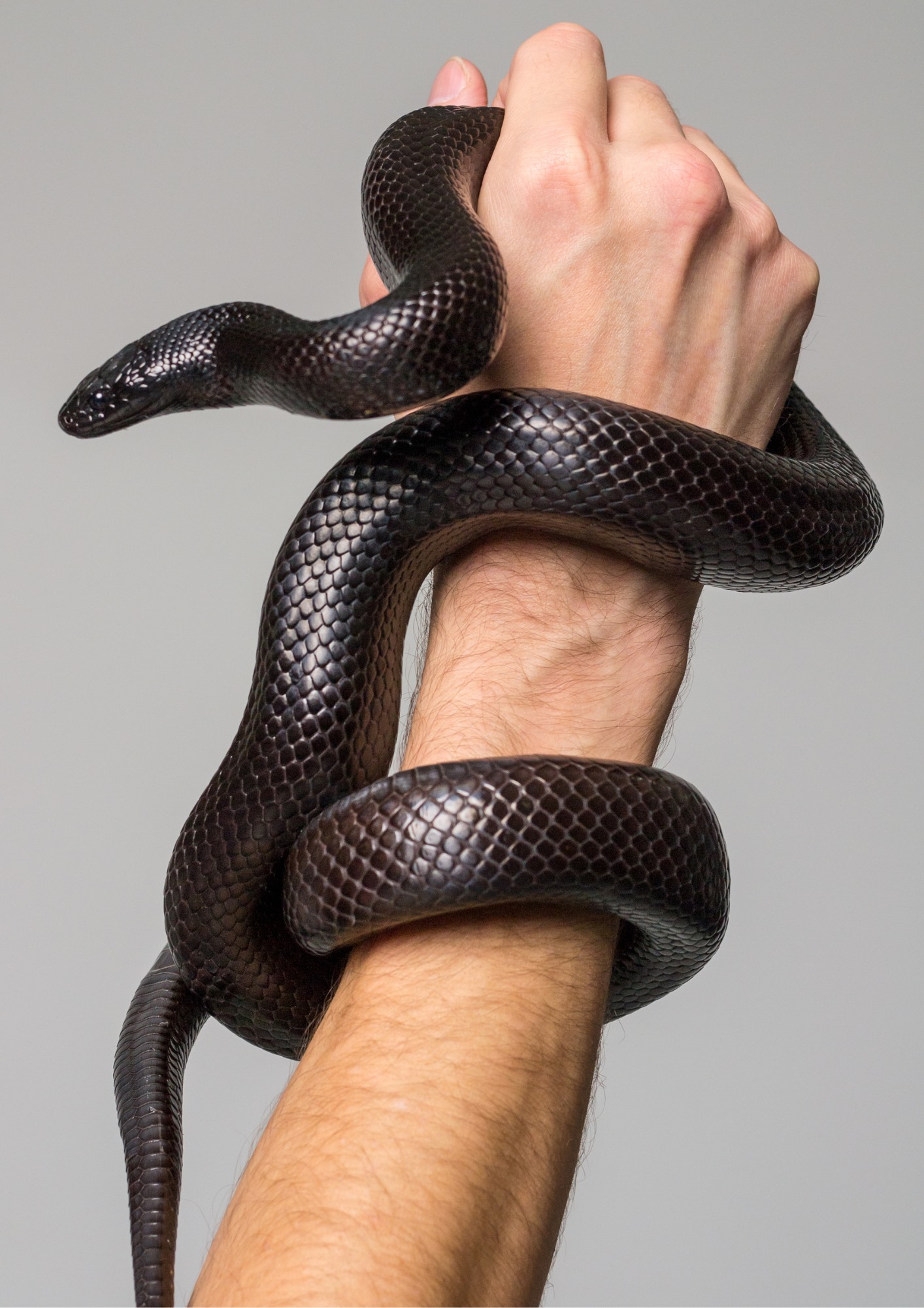 Mexican Black Kingsnake Care Sheet