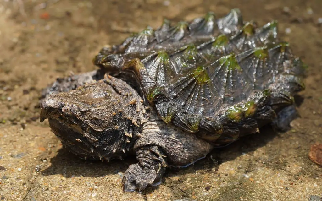 Can Alligator Snapping Turtles swim?