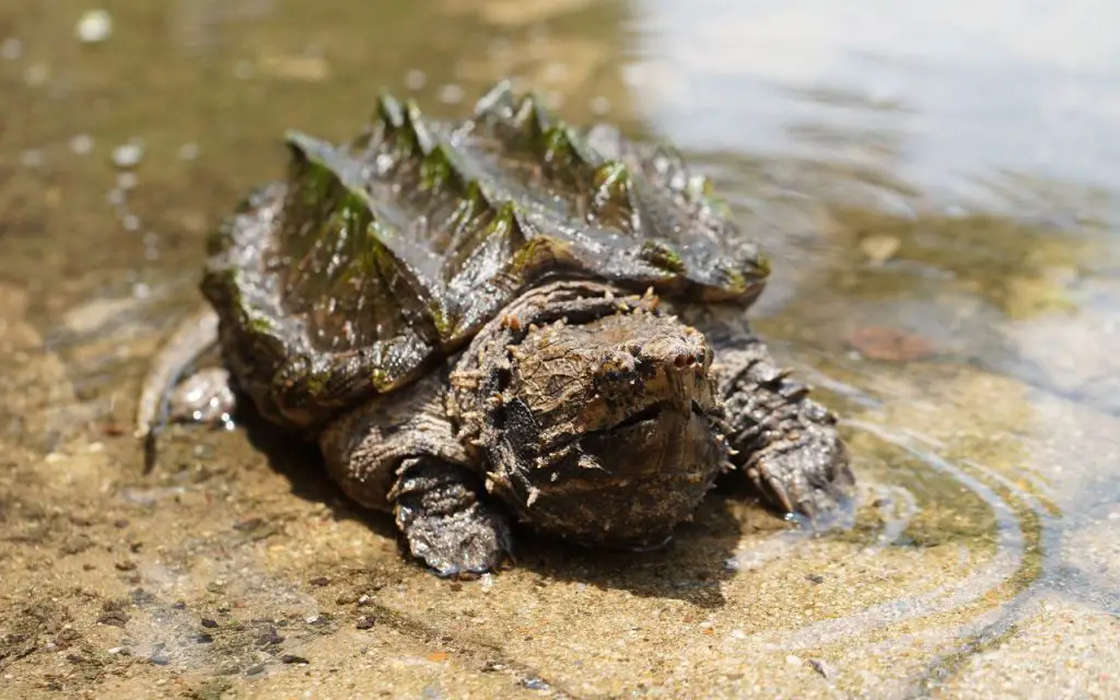 What do baby alligator snapping turtles eat?