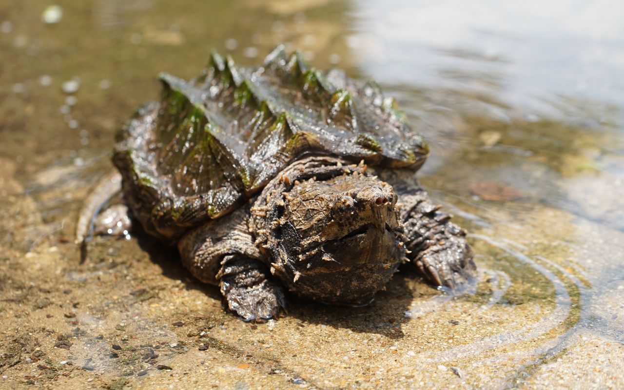 alligator snapping turtle diet