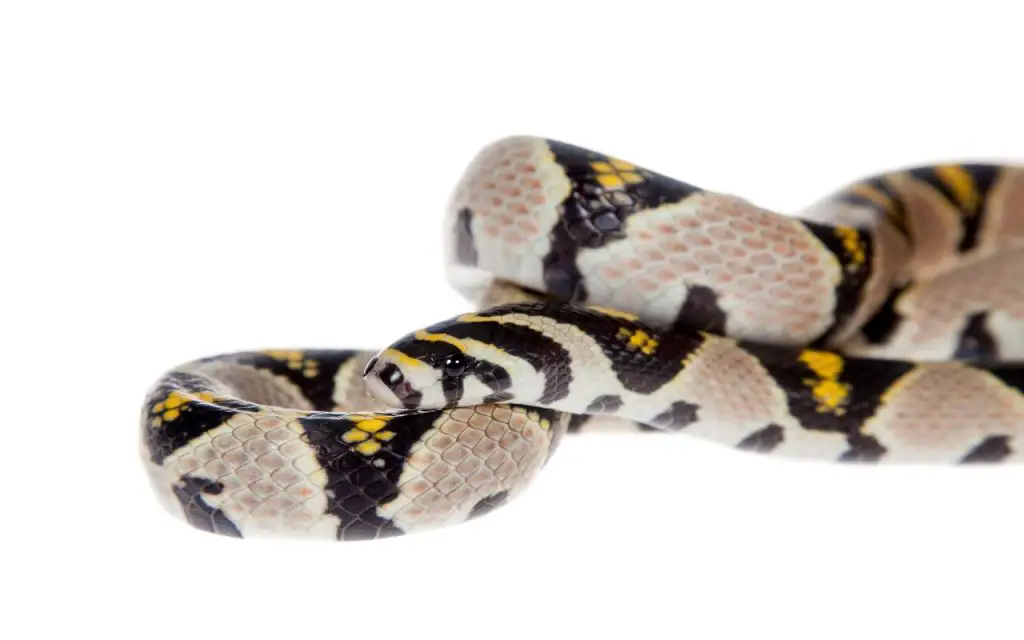 Mandarin Rat Snake Care Sheet