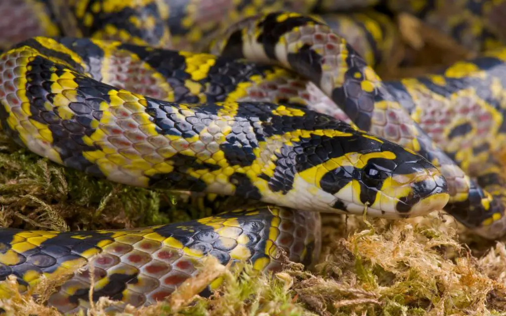 Mandarin Rat Snake Care Sheet