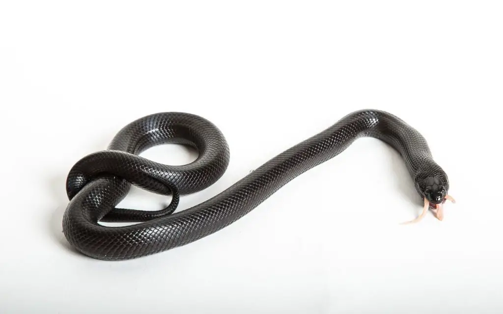 Mexican Black Kingsnake Care Sheet