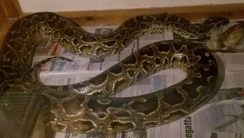 Dwarf Burmese Python size