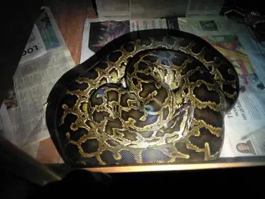 Dwarf Burmese Python size